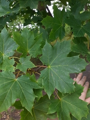 Acer platanoides