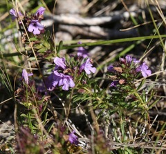 Satureja subspicata