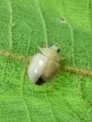 Ortaliini