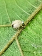 Ortaliini