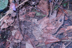 Aglaoctenus castaneus