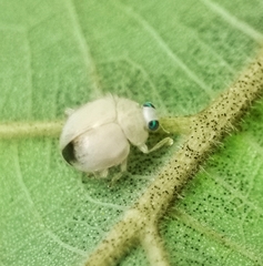 Ortaliini