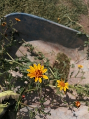 Simsia amplexicaulis