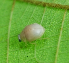 Ortaliini
