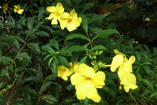 Allamanda image