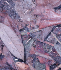 Aglaoctenus castaneus