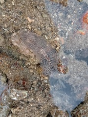 Thysanozoon brocchii