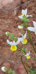 Nemesia anisocarpa