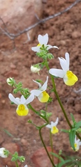 Nemesia anisocarpa