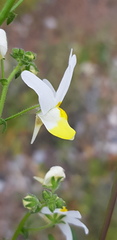 Nemesia anisocarpa