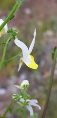 Nemesia anisocarpa