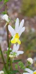 Nemesia anisocarpa