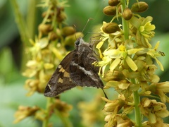 Chioides