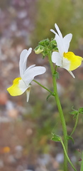 Nemesia anisocarpa