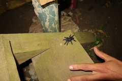 Avicularia purpurea