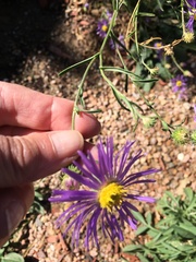 Dieteria canescens