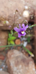 Nemesia leipoldtii