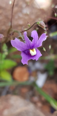 Nemesia leipoldtii