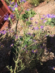 Dieteria canescens