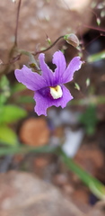 Nemesia leipoldtii