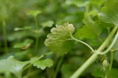 Amauromyza morionella