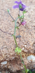 Nemesia leipoldtii