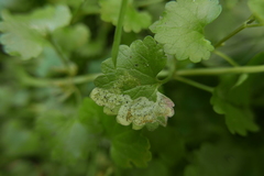 Amauromyza morionella