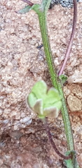Nemesia leipoldtii