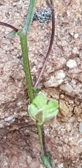 Nemesia leipoldtii