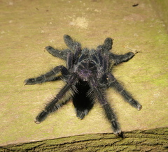 Avicularia purpurea