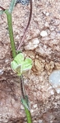 Nemesia leipoldtii