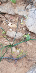 Tulbaghia dregeana
