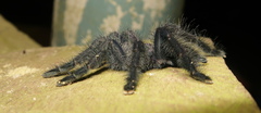 Avicularia purpurea