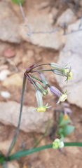 Tulbaghia dregeana