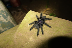 Avicularia purpurea