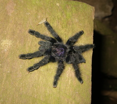 Avicularia purpurea