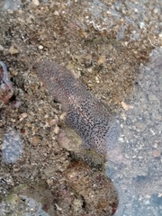 Thysanozoon brocchii