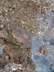 Thysanozoon brocchii