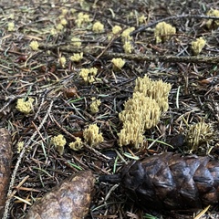 Phaeoclavulina eumorpha