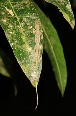Anolis fuscoauratus