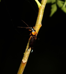 Carcinophora americana