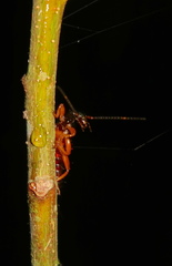 Carcinophora americana