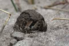 Breviceps rosei rosei