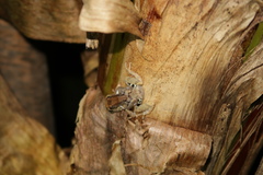 Pristimantis brevicrus