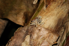 Pristimantis brevicrus