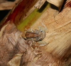Pristimantis brevicrus