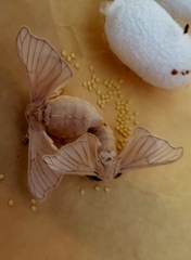 Bombyx mori