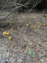 Tricholoma aurantium