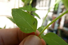 Eupteryx decemnotata