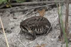 Breviceps rosei rosei